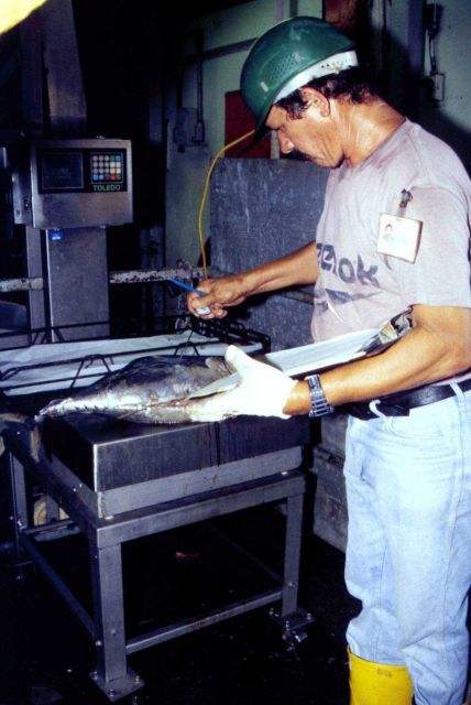 Randomly selected albacore from a just unloaded batch are examined by a staff biologist at a Puerto Rico tuna cannery. Picture