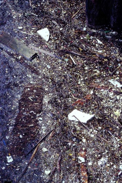 Though some nearshore pollution is obvious, unseen contaminants may be far more deadly to fish and shellfish. Picture