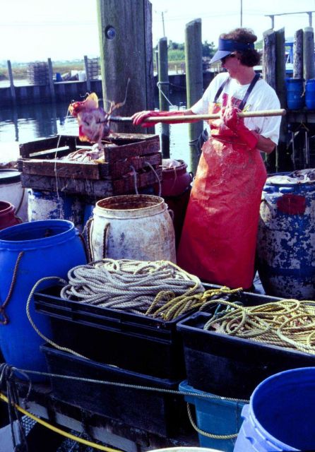 The number of women entrepreneurs, like this seller of skates for lobster bait in Pt Picture