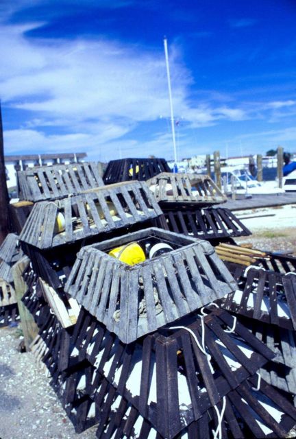 Specialized wooden traps are used to take whelk in shallow Delaware Bays. Picture