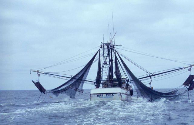 The distinctive Gulf of Mexico shrimp trawler prepares to lower its twin side-trawls off the Alabama coast. Picture