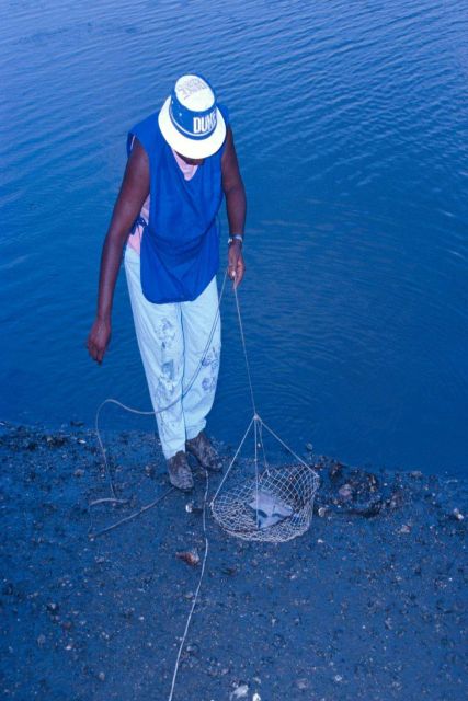 A South Carolina woman checks her bait in a simple lift net designed for taking blue crabs. Picture