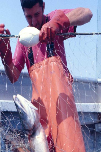 A net-caught salmon, one of many which in the days's haul, which helps support a Tupik fishing family Picture