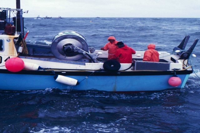 Crew paying out the net as other salmon fishermen arrive on the scene. Picture