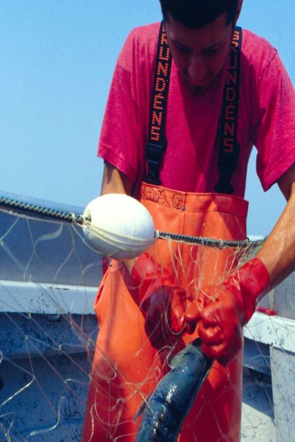 A crewman removes a salmon caught in the mesh of a gillnet Picture