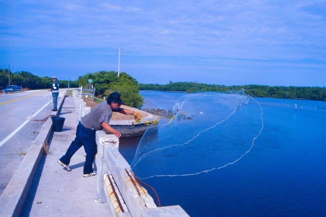 A skilled cast netter aims for a school of mullet off a southeastern causeway. Picture