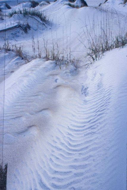 Sand dunes along the Outer Banks of North Carolina. Picture