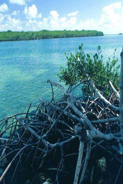 Mangroves in the Florida Keys provide habitat for many species of fish and shellfish. Picture