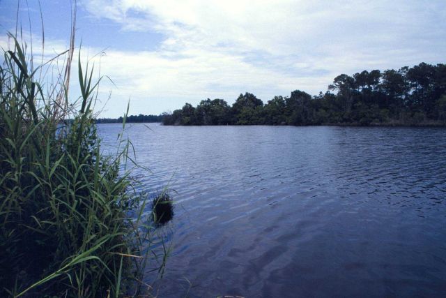 This productive marsh, in Moss Point, Mississippi, is only one of thousands on the Gulf Coast. Picture
