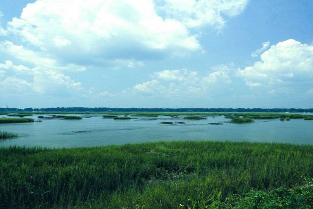 Many Atlantic fisheries resources depend on salt marshes, like this one in Beaufort, South Carolina. Picture