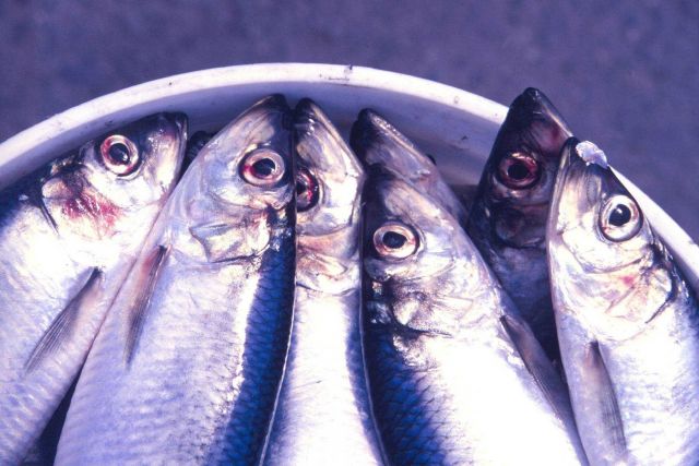 Once seriously overfished, the rebuilt Atlantic herring resource today offers new opportunities to fishermen. Picture