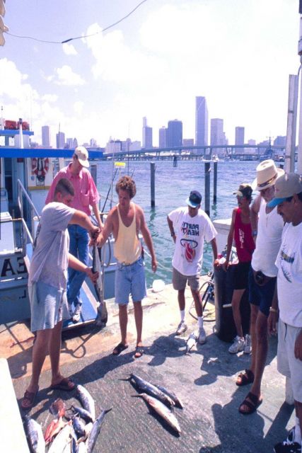 Miami anglers sort their catch of king and Spanish mackerel after a half day on a head boat. Picture