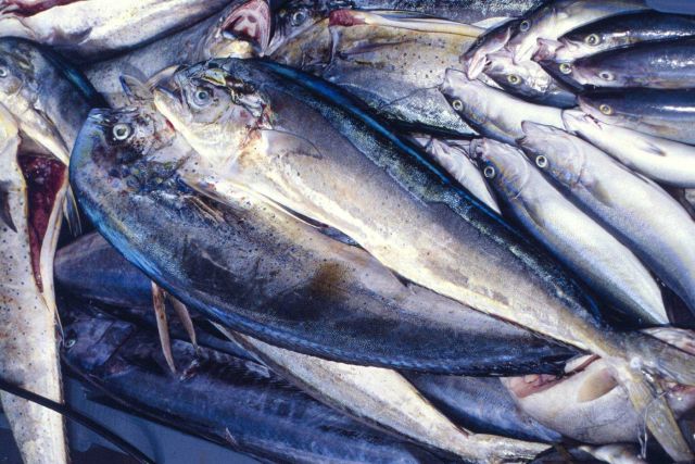Pride-of-catch status goes to Puerto Rican dolphin fish for their beauty, fighting ability, and great eating. Picture