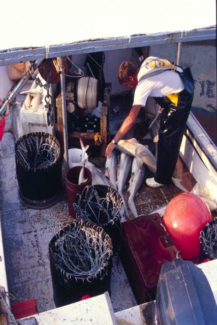 A South Carolina shark longliner prepares to unload the day's catch at his Folly Beach, South Carolina, dock. Picture