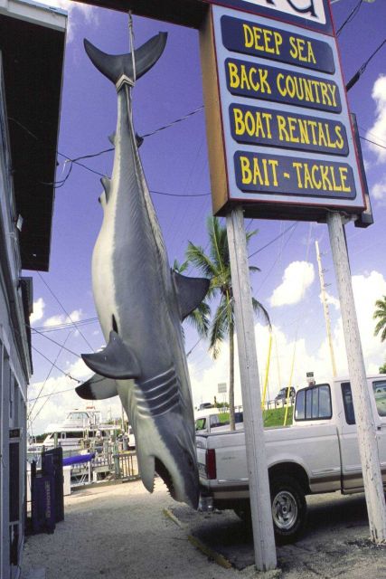 A 15-foot fiberglass white shark attracts customers to an Islamorada, Florida, charter boat operation. Picture