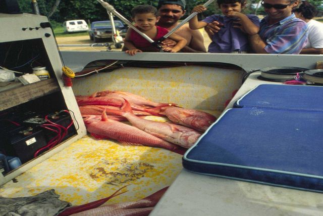 Local inhabitants of Rincon, Puerto Rico, admire a good catch of red snapper. Picture