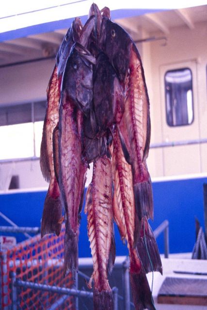 Filleted grouper carcasses after a days's head boat fishing out of Tarpon Springs, Florida. Picture