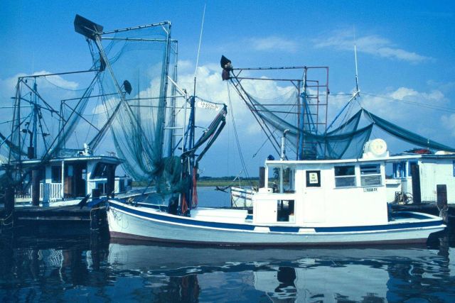 Small wingnetters, like this one in Louisiana's Bayou La Fourche, take a surprising amount of the smaller-sized shrimp. Picture