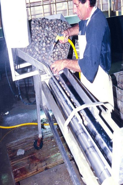 Littleneck clams grown out in marshside pens are rinsed at a clam farm in Folly Beach, South Carolina. Picture