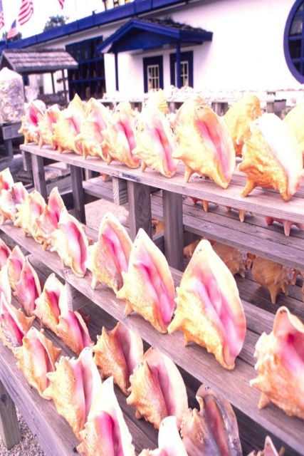 A Florida Keys shop boast queen conch shells, but the species is badly overfished in both Florida and the Caribbean. Picture