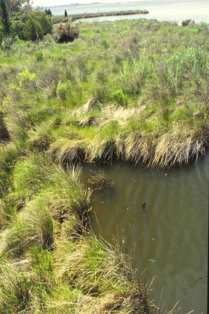 The homely but tastey whelk needs healthy marshes for its survival like this one in North Carolina's Albemarle Sound. Picture