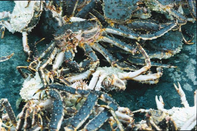 150 red king crabs (Paralithodes camtschaticus) acquired in one day's diving in Kola Bay, Salnyi Island area at Lat Picture