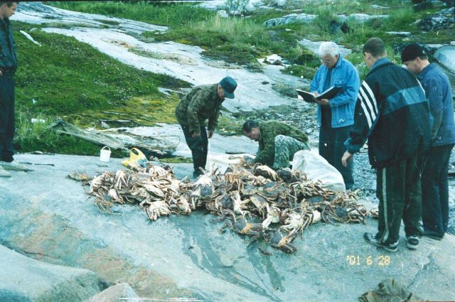 150 red king crabs (Paralithodes camtschaticus) acquired in one day's diving in Kola Bay, Salnyi Island area at Lat Picture