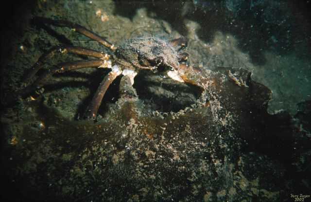 The domestic crab (Hyas araneus) is well-camouflaged under a seaweed (Laminaria Sakharina) leave in Dalnezeletsky Bay, Lat Picture
