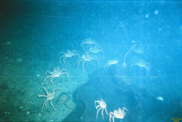 King crabs (Paralithodes camtschaticus) are an aggressive invasive species in the Barents Sea Picture