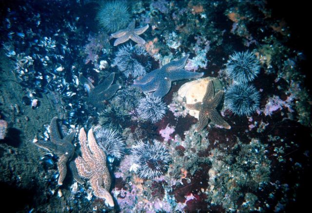 Typical view of bottom in moderate depths Picture