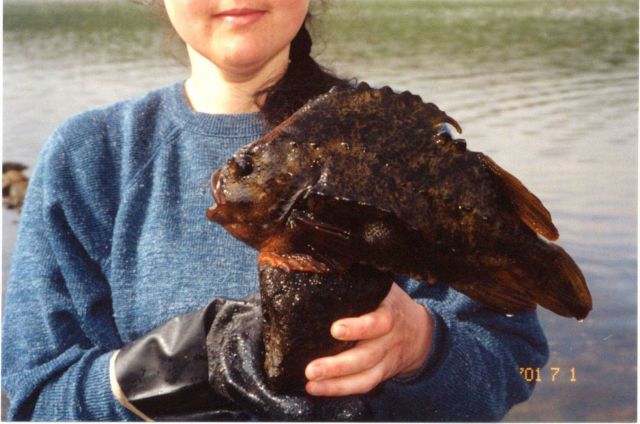 Barents Sea type of rockfish (Cyclopterus lumpus) that adheres to rocks displayed by Oksana Kudryavtseva, an ichthyologist and doctoral student at the Picture