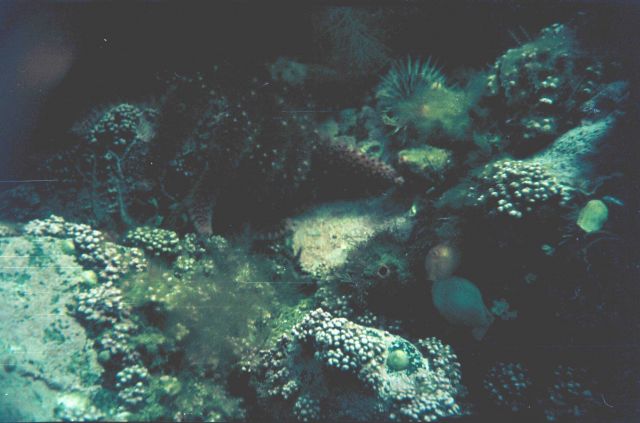 Typical view of bottom in moderate depths Kislaia Bay Picture