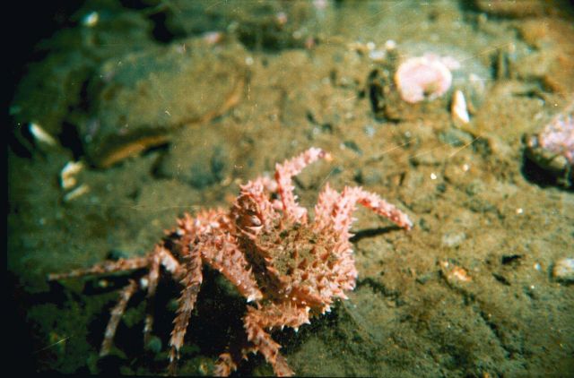 Red king crabs (paralithodes camtschaticus) coupling Picture