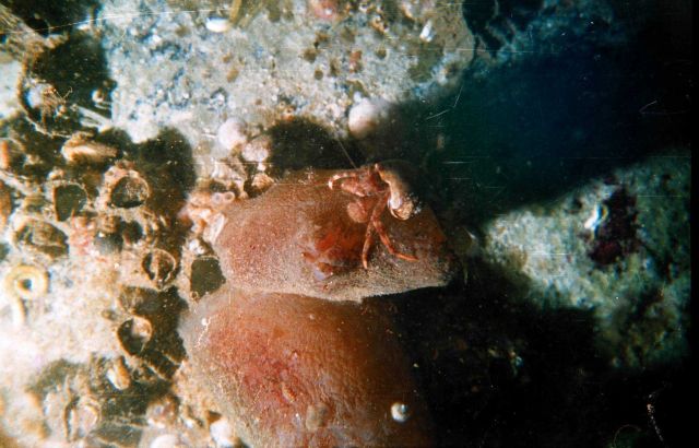 Ascidia (Ascidia Halocintia) and hermit crab in the Barents Sea at Kola Bay at Belokanenka, Lat Picture