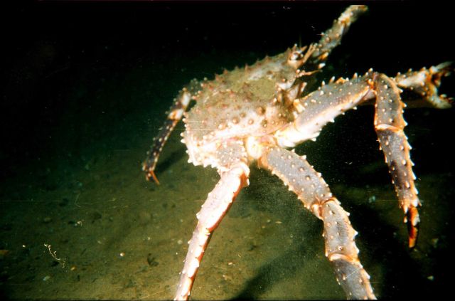Large male red king crab (Paralithodes camtschaticus) in the Barents Sea at Kola Bay at Belokanenka, Lat Picture