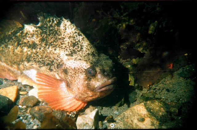Rockfish (Cyclopterus lumptus) in the Barents Sea at Kola Bay at Belokanenka, Lat Picture