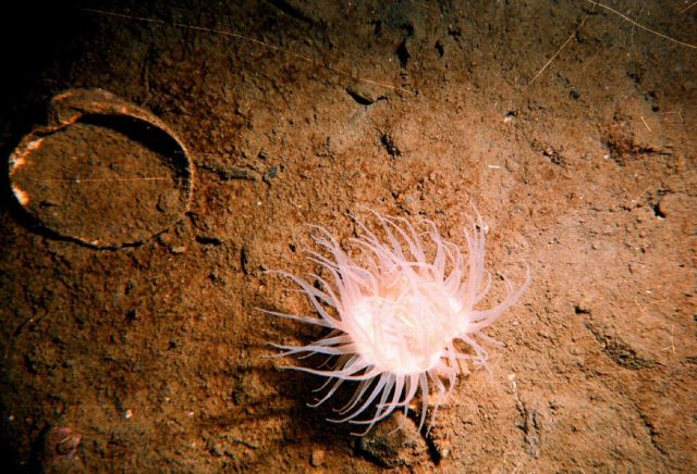 Actinia (Actinaria g Picture