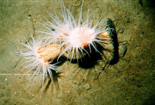 Soft coral (Eunephthya sp.) in the Barents Sea at Kola Bay at Belokanenka, Lat Picture