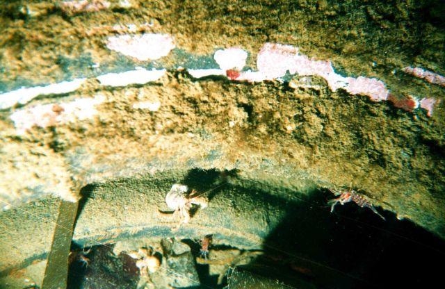 Shrimp in the Barents Sea at Kola Bay at Belokanenka, Lat Picture