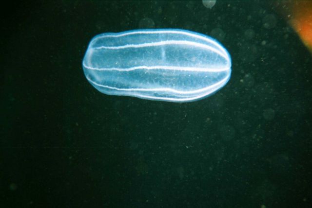 Ctenophora in the Barents Sea at Kola Bay at Retinskoe, Lat Picture