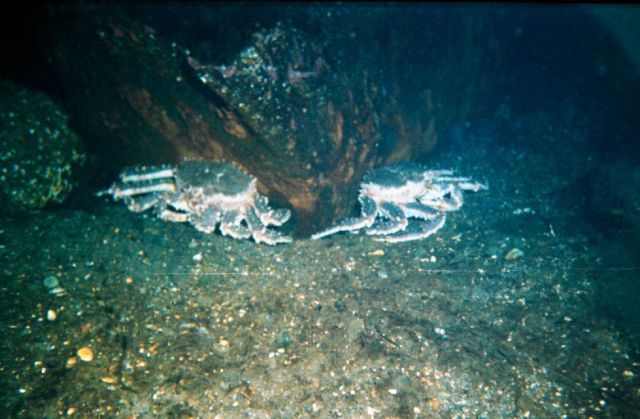 Red king crabs (Paralithodes camtschaticus) in the Barents Sea at Kola Bay at Retinskoe, Lat Picture