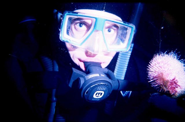 Yuri Zuyev with rare species of starfish (Hippasteria phrygiana phrygiana) in the Barents Sea at Kola Bay at Retinskoe, Lat Picture