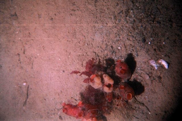 Ascidia (Ascidia Halocintia) in the White Sea at Solovky Island Lat Picture