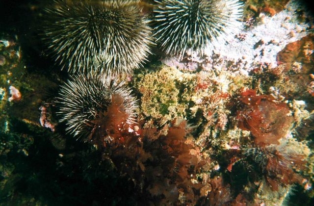 Sea-urchins (Strongylocentrotus droebachiensis) in the Barents Sea at Dalnezelenetsky Bay, Lat Picture