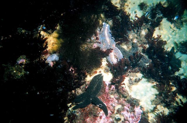 Sea-star (Asterias rubens) in the Barents Sea at Dalnezelenetsky Bay, Lat Picture