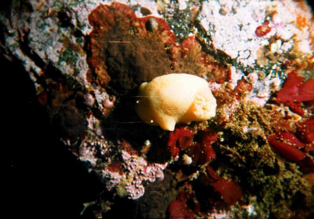 An unidentified type of sponge in the Barents Sea at Dalnezelenetsky Bay, Lat Picture