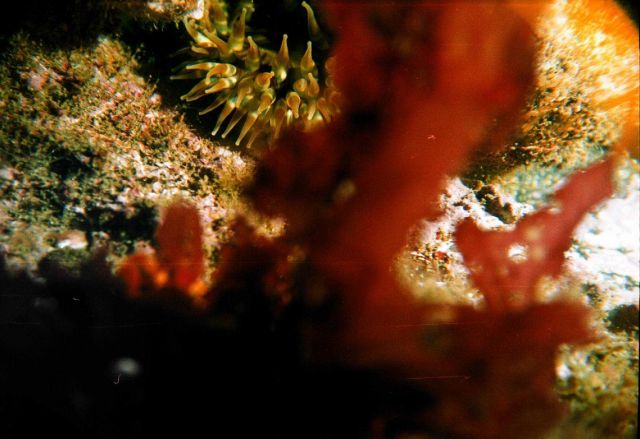 An unidentified type of branchial mollusc in the Barents Sea at Dalnezelenetsky Bay, Lat Picture