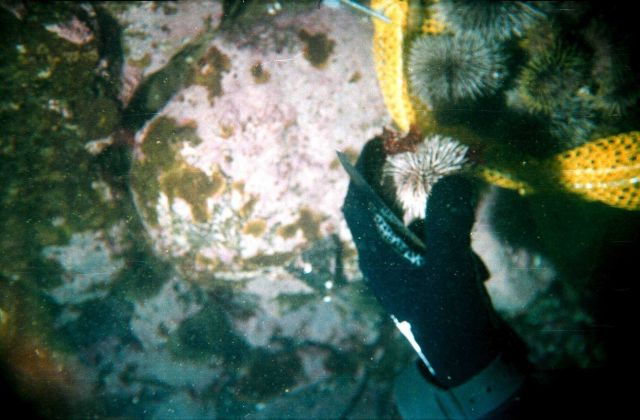 Diver collecting a sea-urchin (Strongylocentrotus droebachiensis) in the Barents Sea at Dalnezelenetsky Bay, Lat Picture