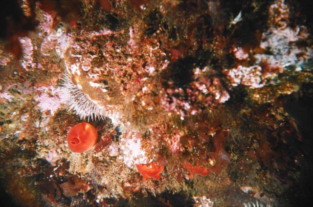 Ascidia (Ascidia Halocintia) and sea-urchin (Strongylocentrotus droebachiensis) in the Barents Sea at Dalnezelenetsky Bay, Lat Picture