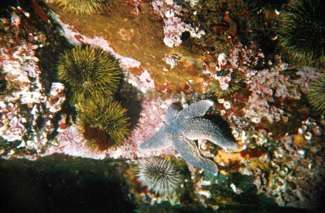 Sea-star (Asterias rubens) and sea-urchin (Strongylocentrotus droebachiensis) in the Barents Sea at Dalnezelenetsky Bay, Lat Picture